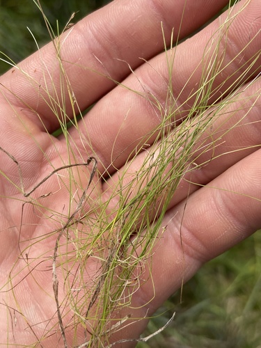 Thorne's Beaksedge (Rhynchospora thornei)