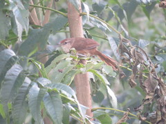 Phacellodomus rufifrons