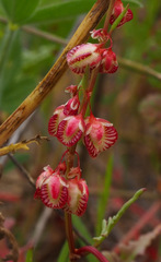 Rumex pictus