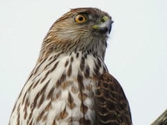Accipiter cooperii