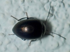 Amarygmus