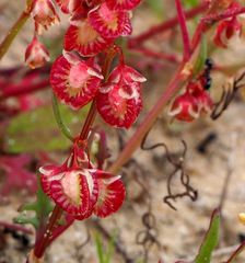 Rumex pictus