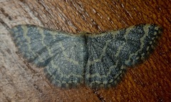Idaea costiguttata