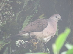 Leptotila megalura