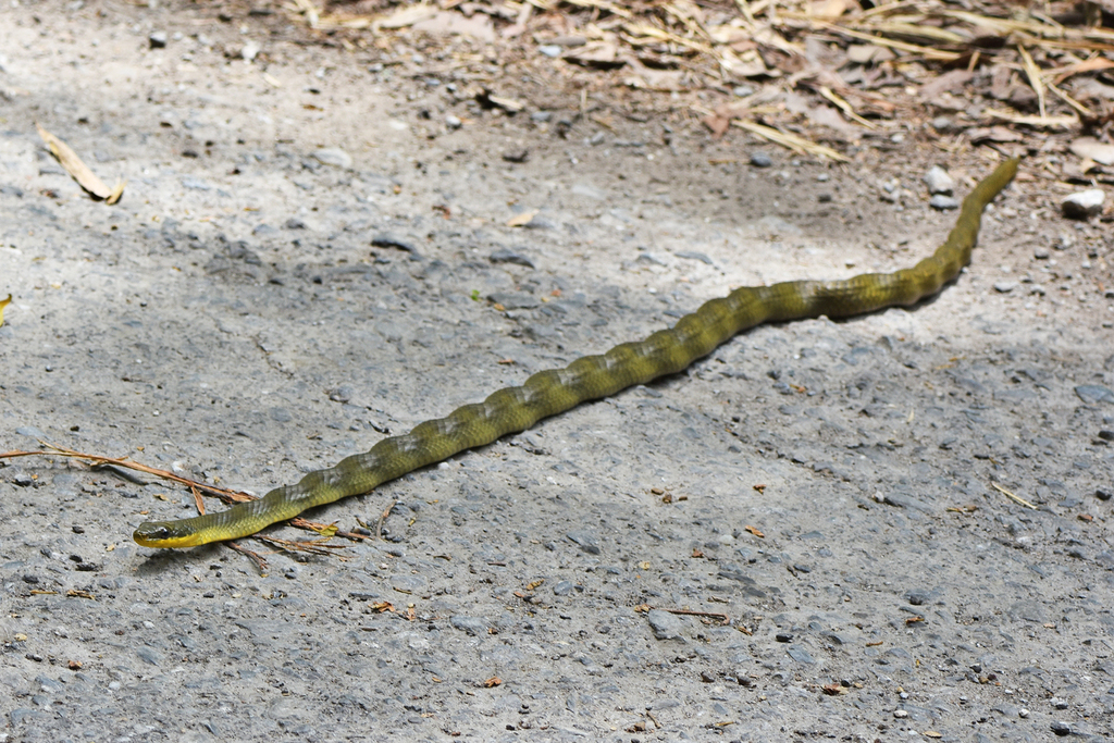 Cutlass From Tunapuna Piarco Regional Corporation, Trinidad And Tobago 