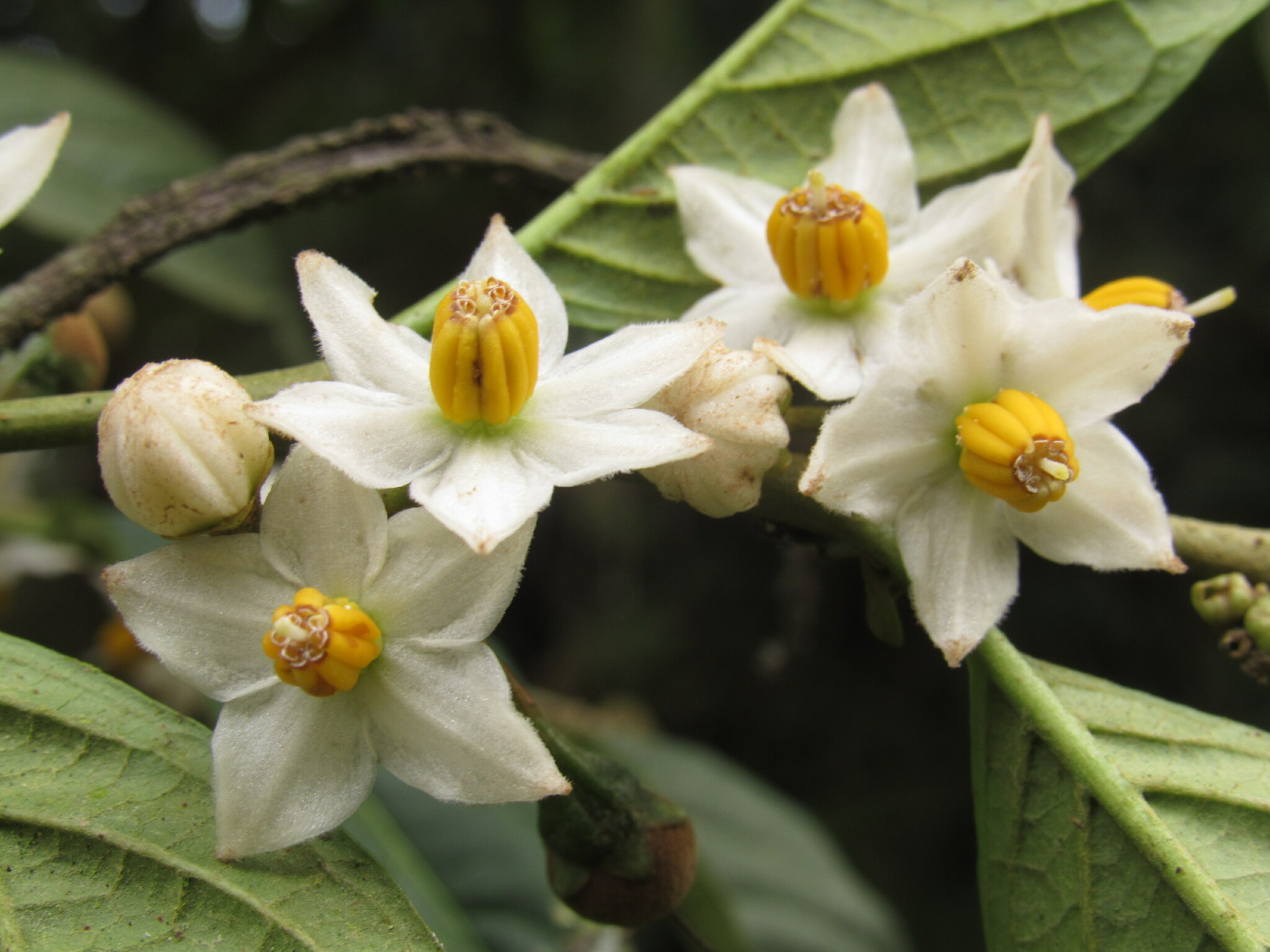 Solanum cornifolium
