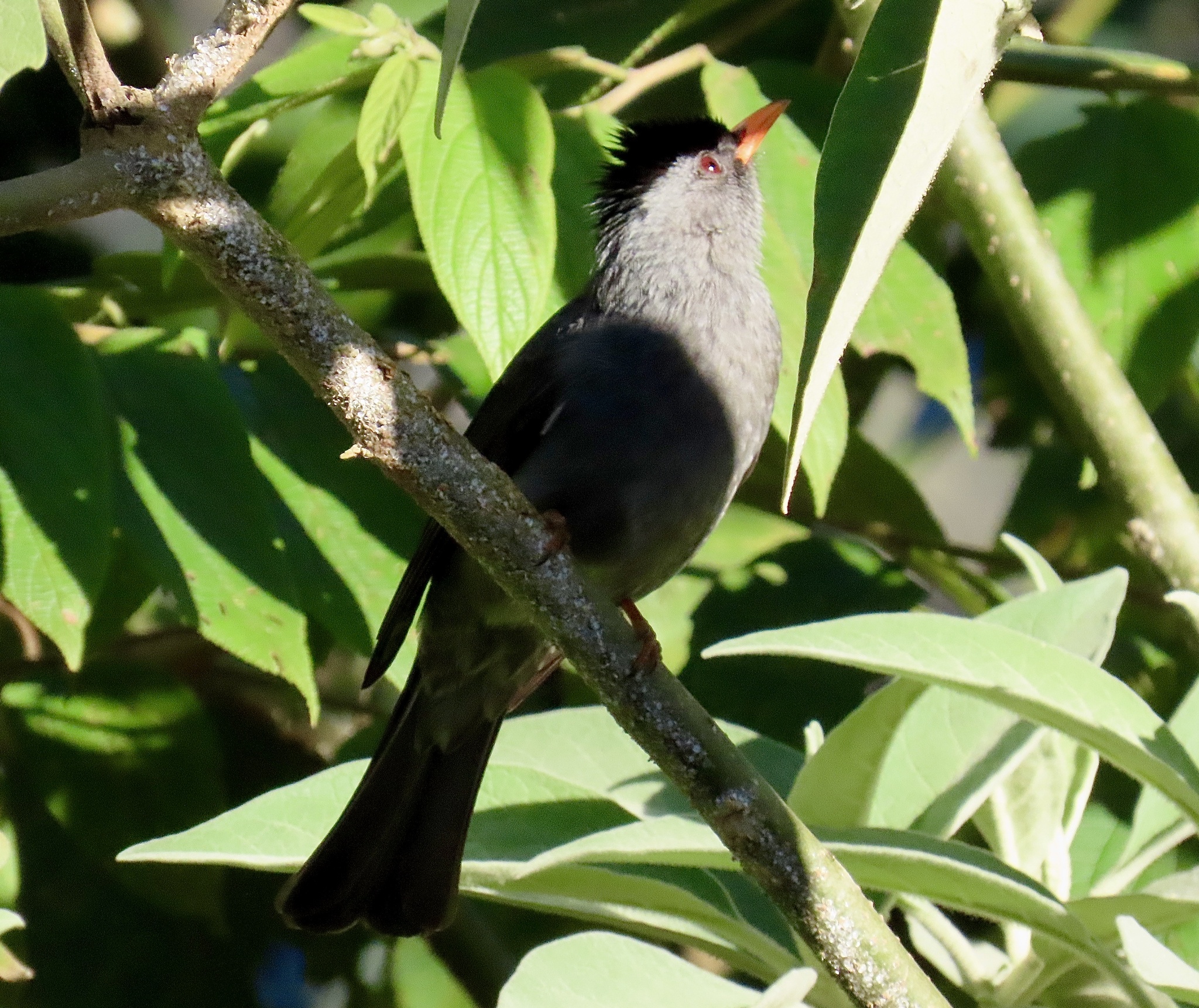 Malagasy Bulbul