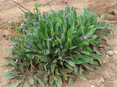Anchusa aggregata