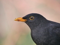 Western European Blackbird - Photo (c) Alexis, some rights reserved (CC BY), uploaded by Alexis