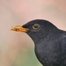 Eurasian Blackbird - Photo (c) Alexis, some rights reserved (CC BY), uploaded by Alexis