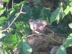 Phacellodomus rufifrons