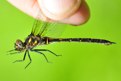 Somatochlora forcipata