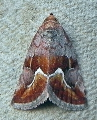 Deltote bellicula