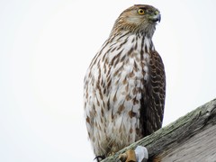 Accipiter cooperii