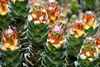 Singlet Proteas - Photo (c) Nick Helme, some rights reserved (CC BY-SA), uploaded by Nick Helme