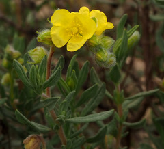 Helianthemum stipulatum
