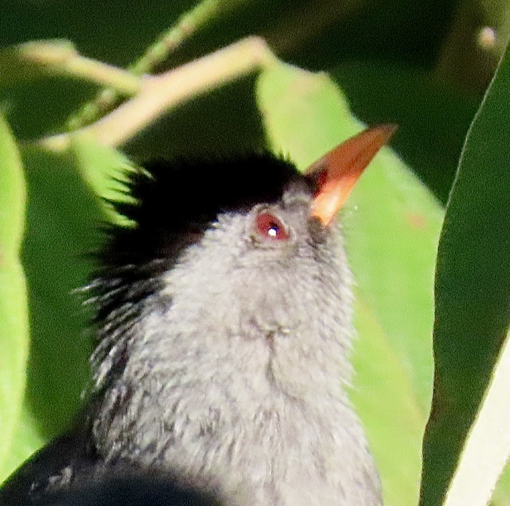 Malagasy Bulbul