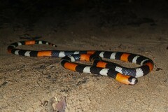 Trinidad Ribbon Coral Snake photo 3