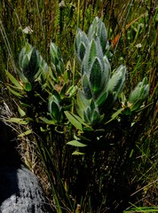 Liparia boucheri