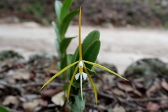 Epidendrum nocturnum