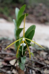 Epidendrum nocturnum