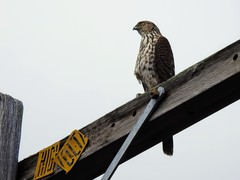 Accipiter cooperii