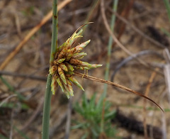 Cyperus conglomeratus