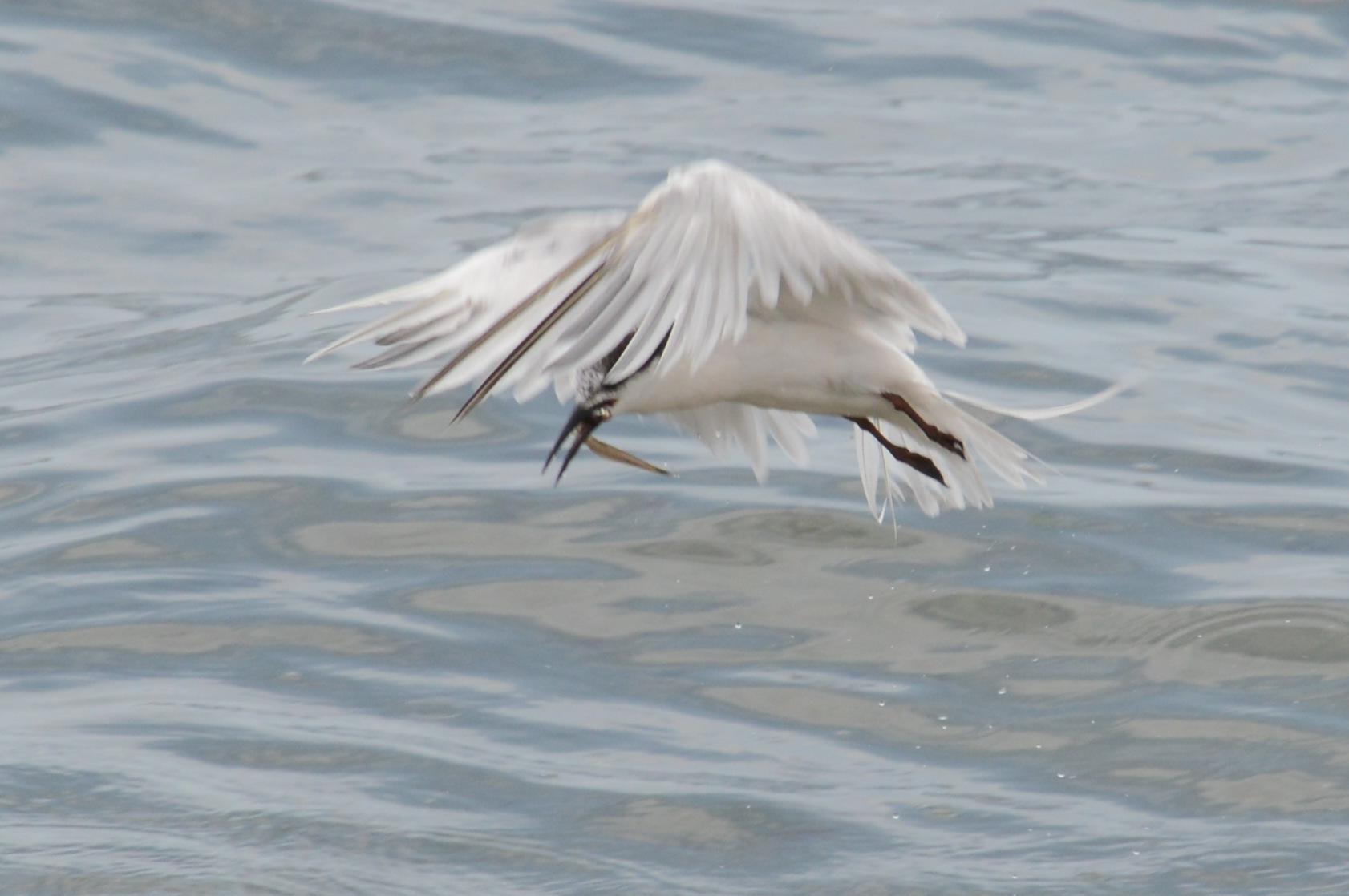 Roseate Tern