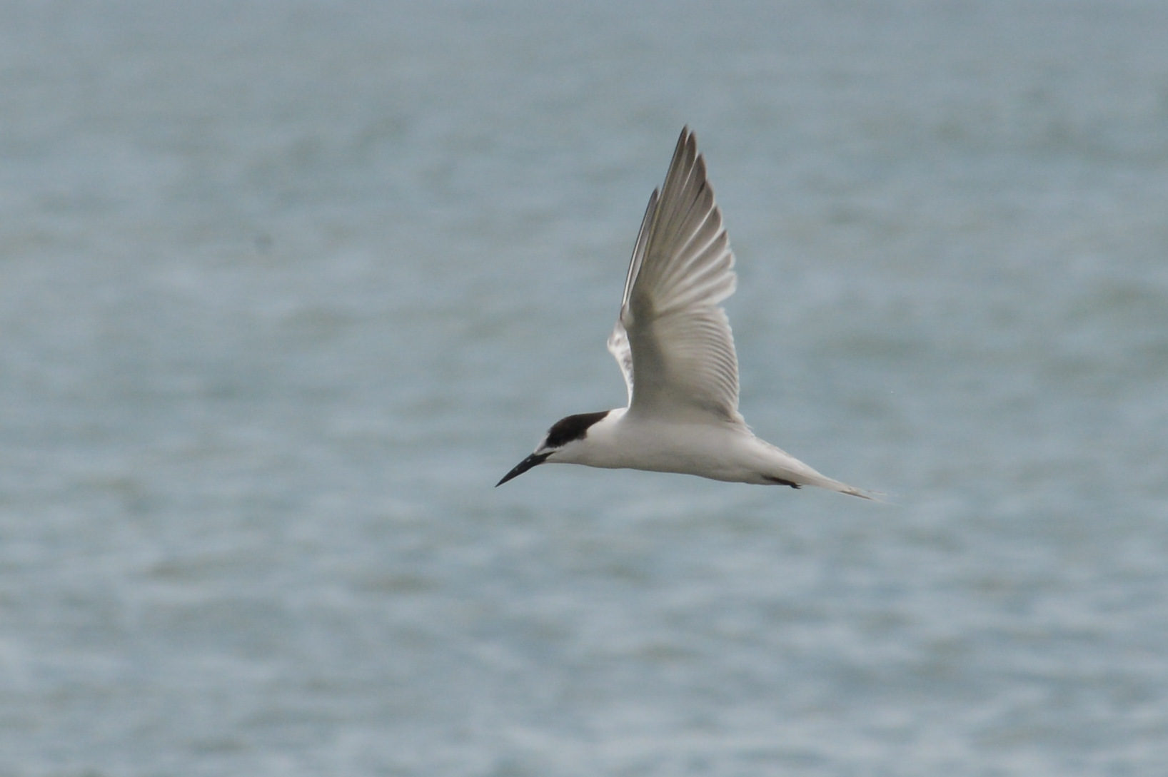 Roseate Tern