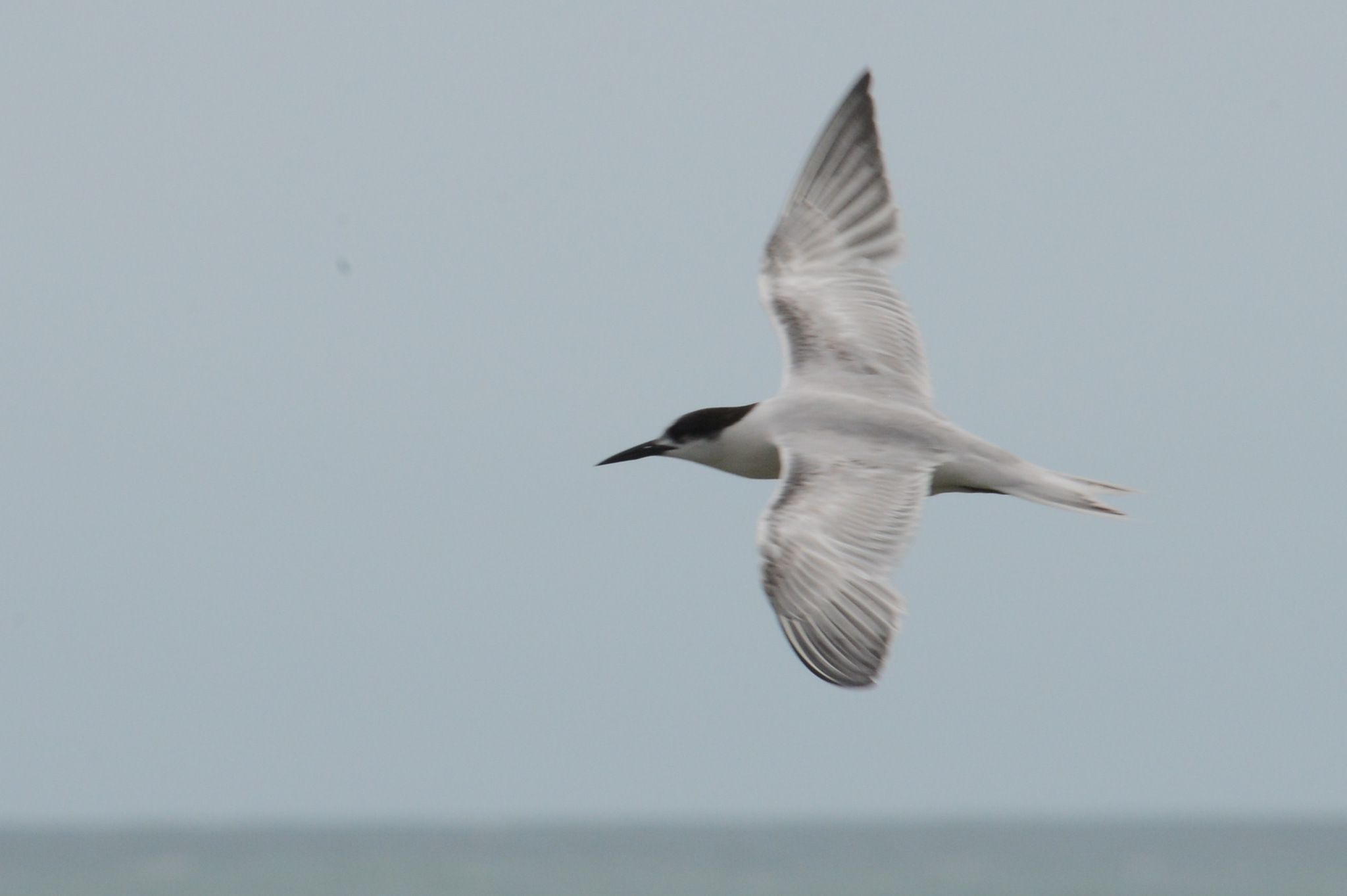 Roseate Tern