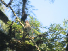 Contopus fumigatus