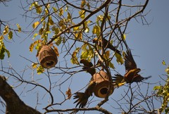 Aratinga auricapillus