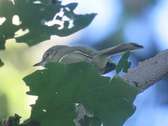 Phylloscartes ventralis