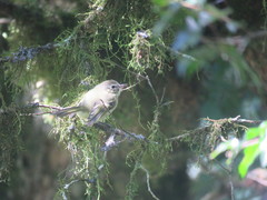 Phylloscartes ventralis