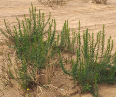 Artemisia monosperma