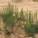 Antispasmodic Herb - Photo (c) Ron Frumkin, some rights reserved (CC BY-NC), uploaded by Ron Frumkin