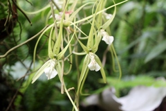 Brassia verrucosa