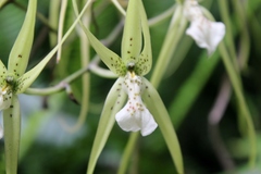 Brassia verrucosa