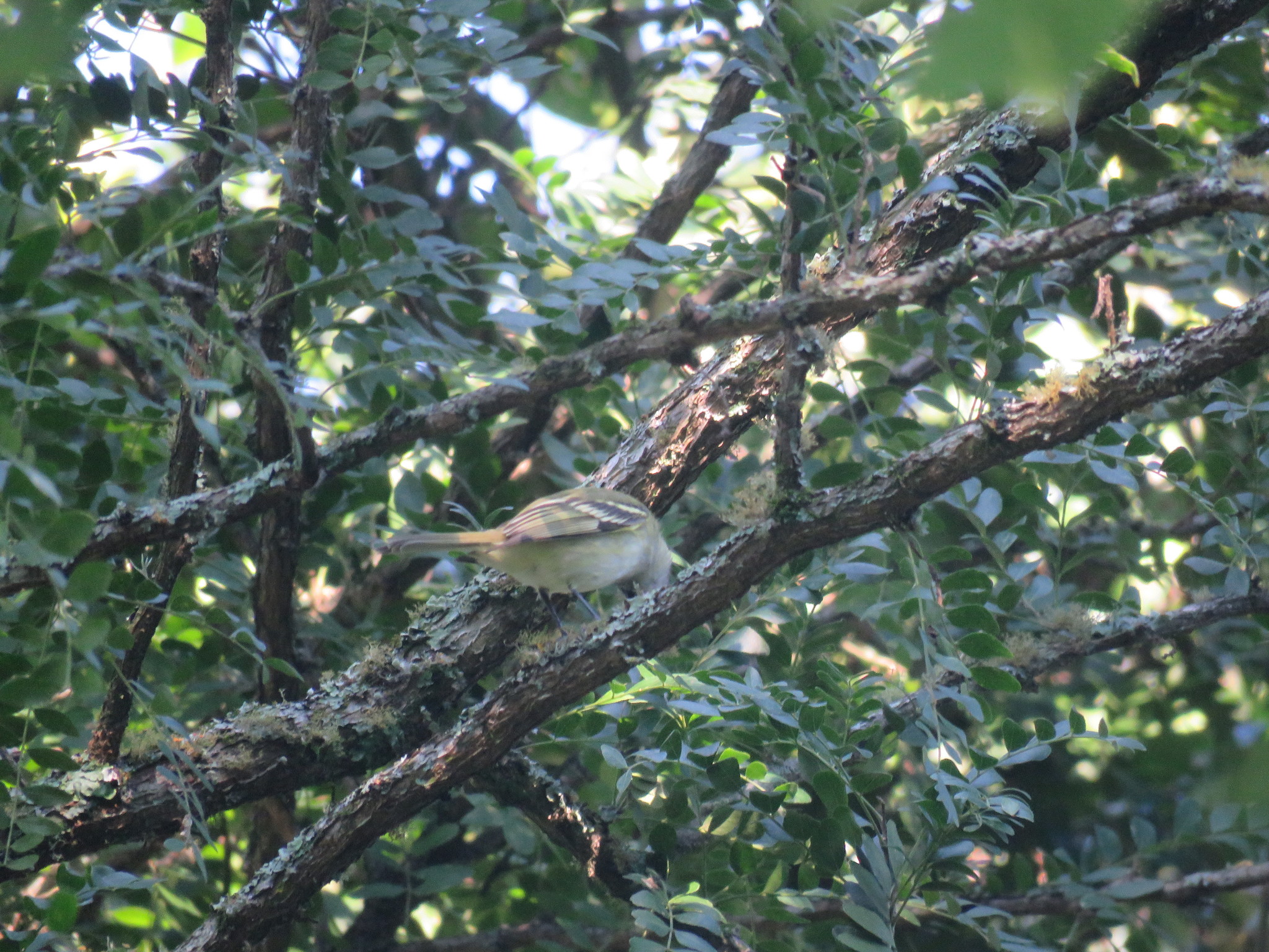 Sclater's Tyrannulet (Phyllomyias sclateri), photo 10