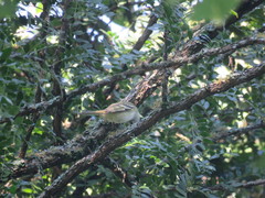 Phyllomyias sclateri