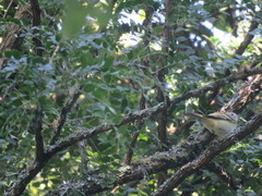 Phyllomyias sclateri