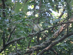 Phyllomyias sclateri