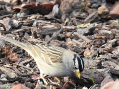 Zonotrichia leucophrys