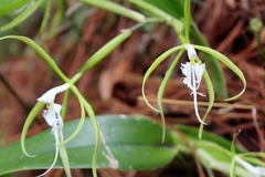 Epidendrum ciliare