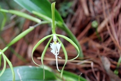 Epidendrum ciliare