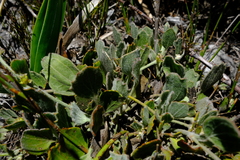 Centella difformis