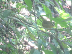 Myiothlypis bivittata