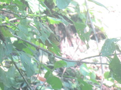 Myiothlypis bivittata