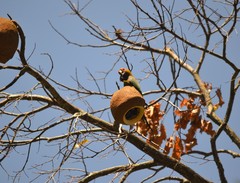 Aratinga auricapillus