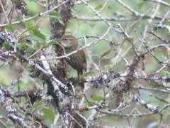 Syndactyla rufosuperciliata
